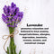 Luxe Lavender: 2 Pack Menthol Shower Steamers